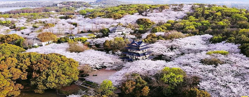 无锡太湖鼋头渚樱花山庄&渔人码头